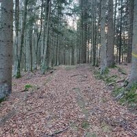 Waldweg unterhalb des Jedlova
