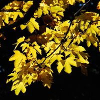Die Riegerin (1939 m) aus dem Brunntal