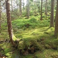 Pure Natur am Rotwasser