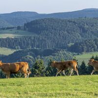 Kühe in der Qualitätsregion Sauerland