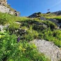 Saftiges grün und bunte Blumenpracht entlang des Weges.