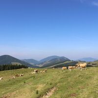 Rinderherde auf der Sommeralm_Naturpark Almenland_Oststeiermark