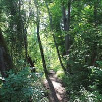 Waldweg am Nordufer des Mindelsees