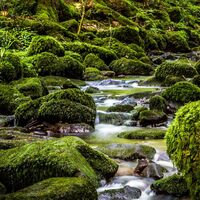 Unzählige moosbewachsene Steine schmücken den Bach