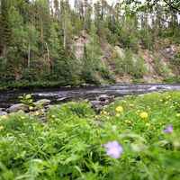 Savinajoki im Nationalpark Oulanka