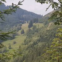 Kühe auf der Sulzbachalm