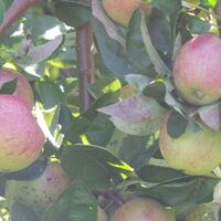 Obstschüssel Lallinger Winkel