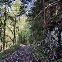 Abstieg im steilen Wald zur Spatenau-Alm