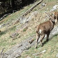 Junger Steinbock