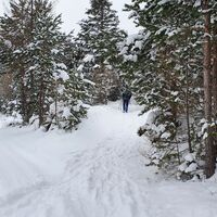 2.4 km Schräg durch das dünn bewaldete Gebiet östlich der Kohlangerwiese
