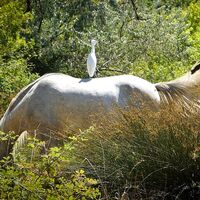Naturreservat_des_Mejean_EXCLUSIVE_ADT34_-_E_Brendle_5