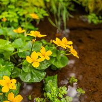 Schönheiten am Wegesrand