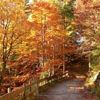 Gemütlich durch den Birkenwald