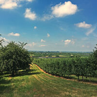 Obstplantagen im Renchtal