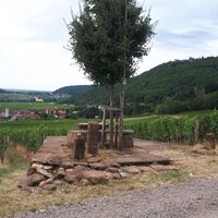 Rastplatz am Weinsteig Richtung Madenburg