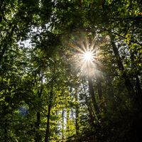 Wald-Amphitheater-Weg
