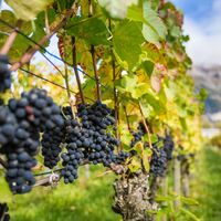 Die Bündner Herrschaft ist bekannt für den hervorragenden Wein.