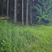 und oben weiter auf der Wiese am Waldrand entlang bis zum Türl