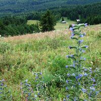 Flora mit Aussicht