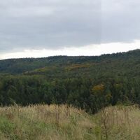 Übergang zu den Mammutbäumen