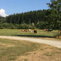 Kühe bei Zimmen u.d.B.