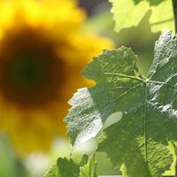 Strombierg, Schengen