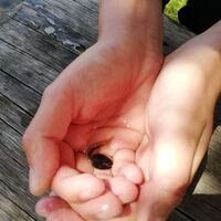 Natur hautnah erleben - Kaulquappen Forellenteich Stiftshütte