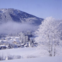winterliches Jungholz