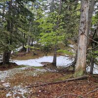 Auch hier schon Schnee im Aufstieg  bei ca. 1400m. Weiterhin gut gehbares Waldgelände.