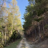 Nach sanftem Anstieg durch lichten Buchenwald gehts nun ein Stück lärchig und föhrig weiter.