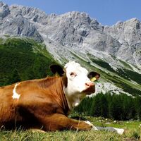 Glückliche Kühe auf der Alm