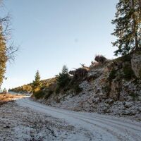 Immer wieder auf Forstwegen unterwegs