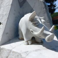 Marmorschweinchen in Campocecina