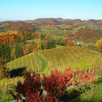 Weingut Sternat Lenz Weingarten