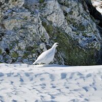 Bei Sichtung eines Wildtieres (hier ein Schneehuhn) sich ruhig zurückziehen.