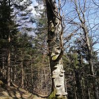 Schöner Baum mit vielen Pilzen am Stamm.