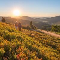 Wunderschöne Hochheide zwischen Winterberg und Westfeld