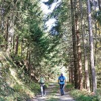 Die Forststraße führt durch den Wald