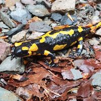 Feuersalamander finden Verstecke in Felsspalten
