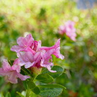 Alpenrosenblüte im Oktober... hat man auch nicht alle Tage
