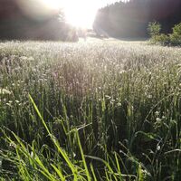 Moorlandschaft im Schlettermoos