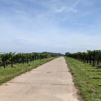 Weinlehrpfad Leinsweiler