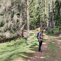 Der Weg führt durch lichten Wald