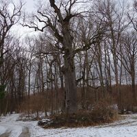 Am Weg Richtung Windischhütte