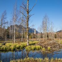 Der Moorpfad in Pfronten