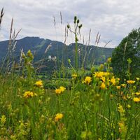 Blick auf Burg Gallenstein mit Blumen