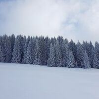 Verschneite Bäume Hochhäderich