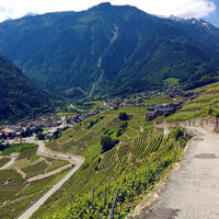 Rebterrassenwanderung in Martigny
