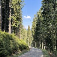 11_im Wald.JPEG
