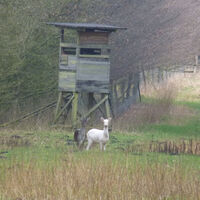 Tierische Begegnung im Forst Hinzel